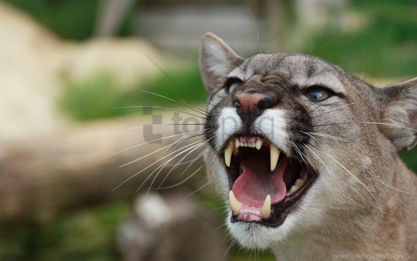 anger fangs puma teeth wallpaper Free download PNG with alpha channel extensive images