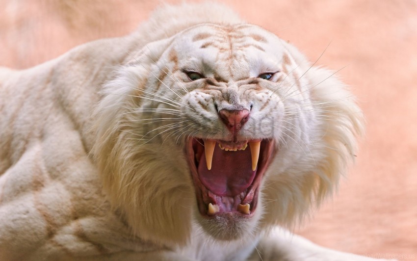 anger striped teeth tiger white wallpaper PNG Image with Isolated Artwork