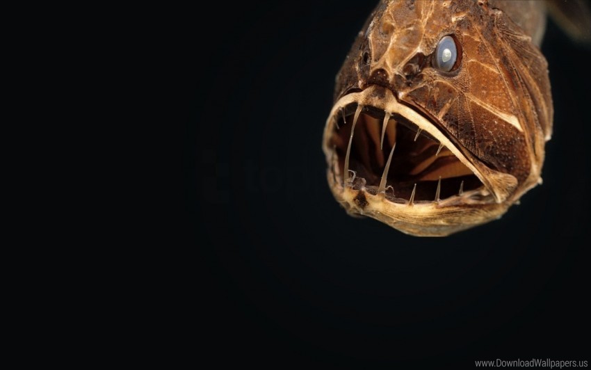 Angler Animal Head Wallpaper PNG Image Isolated With Clear Background