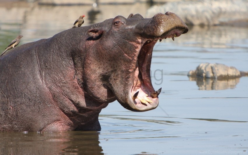 angry hippo mouth water wallpaper Free transparent PNG