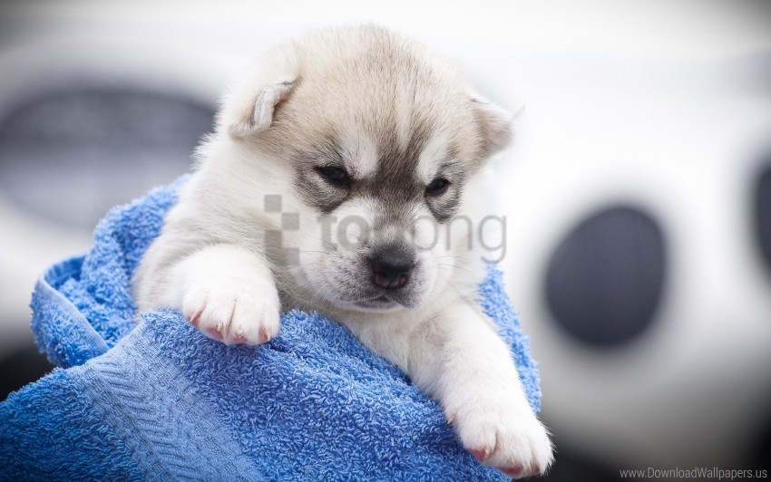 angry husky puppy snout spotted wallpaper PNG for educational use