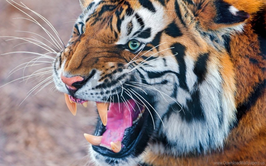 angry muzzle predator teeth tiger wallpaper PNG for educational projects
