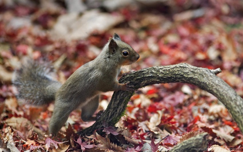 animal autumn leaves squirrel wallpaper PNG with clear transparency