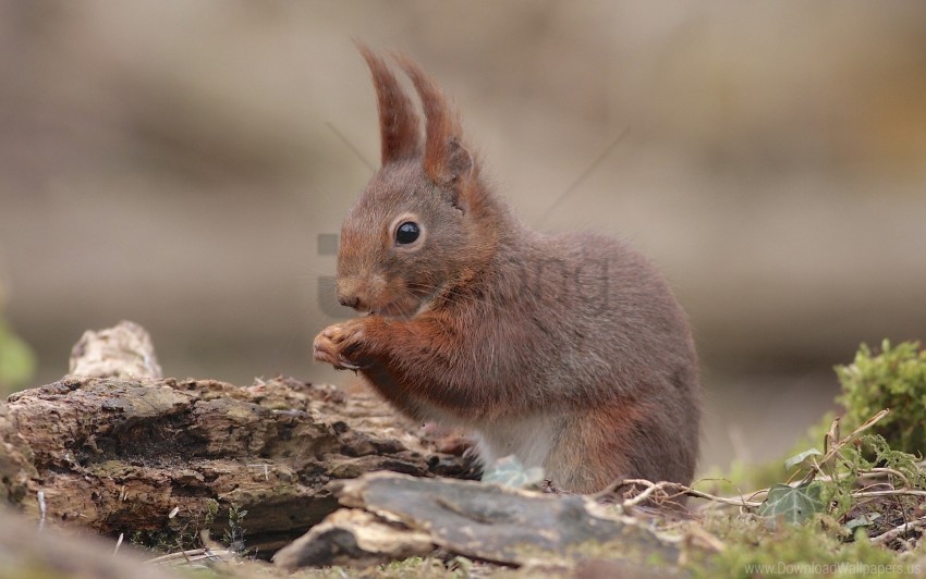 animal baby sit squirrel wallpaper PNG Graphic Isolated on Transparent Background