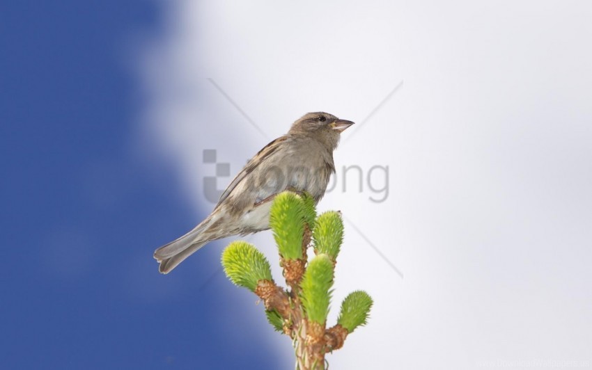 animal beak bird branch clouds leaf leaves sky sparrow wallpaper Isolated Object in HighQuality Transparent PNG