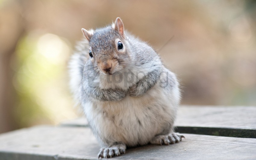 animal beautiful gray squirrel wallpaper PNG for blog use