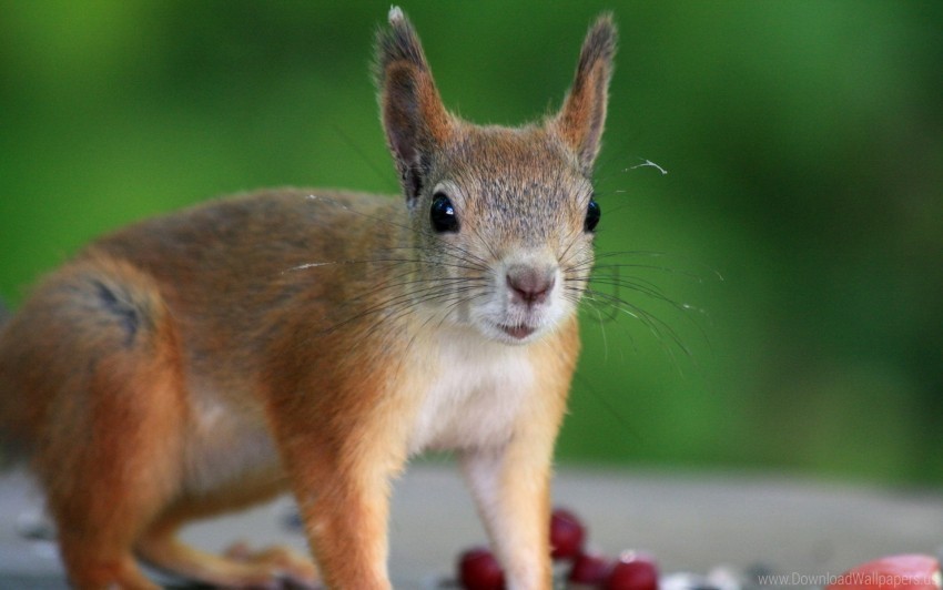 Animal Berries Squirrel Wallpaper PNG Files With Alpha Channel