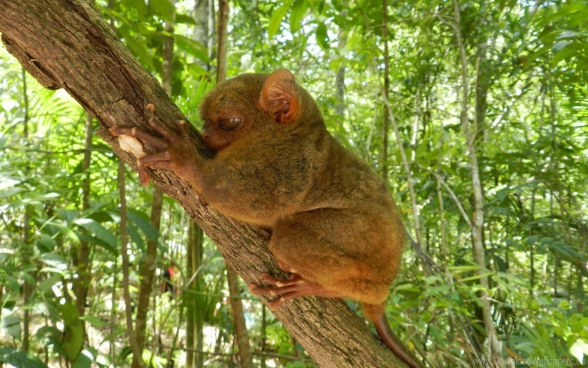animal big eyes cuddle tarsier tree wallpaper Transparent PNG images for printing