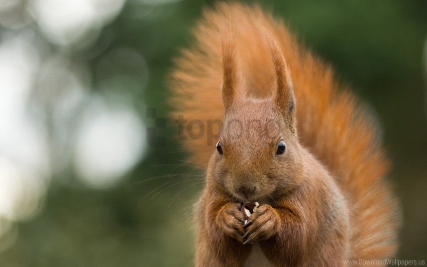 animal bites glare nuts squirrel wallpaper PNG images for websites