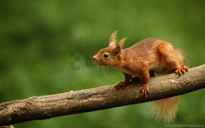 animal blur branch climb squirrel wallpaper Isolated Artwork in HighResolution Transparent PNG