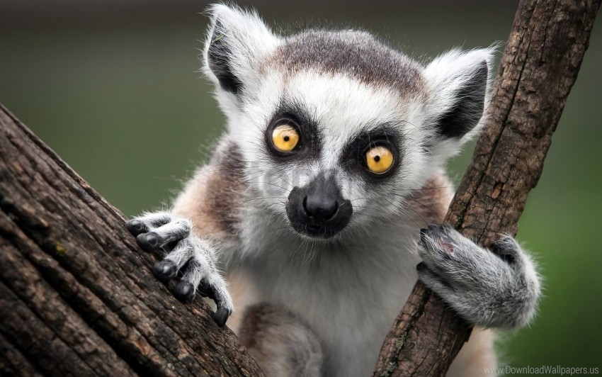 animal branch eyes lemur wallpaper PNG Graphic Isolated on Clear Background