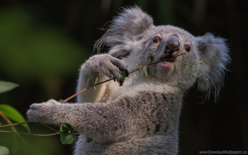 animal branch koala wallpaper PNG for social media