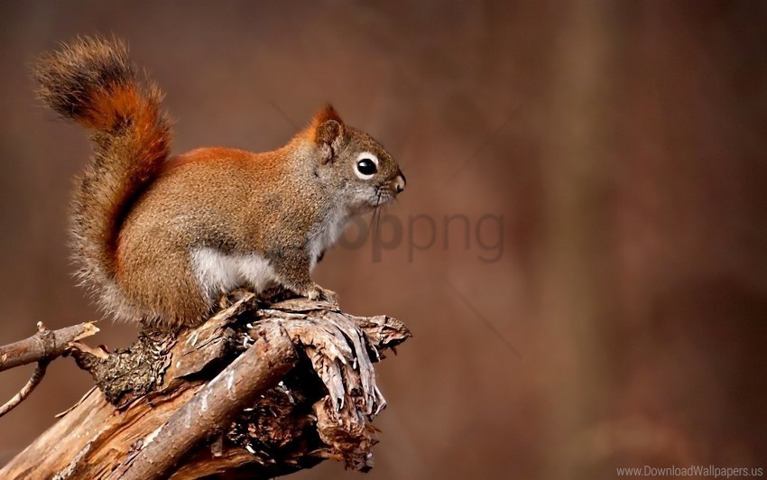 animal branch sit squirrel tree wallpaper PNG images with alpha transparency selection