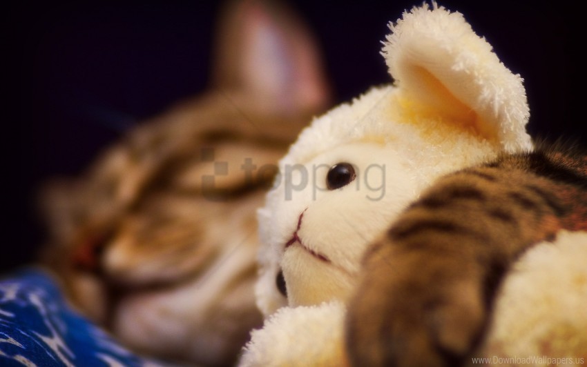 animal cat fur sleeping toys wool wallpaper PNG clear background