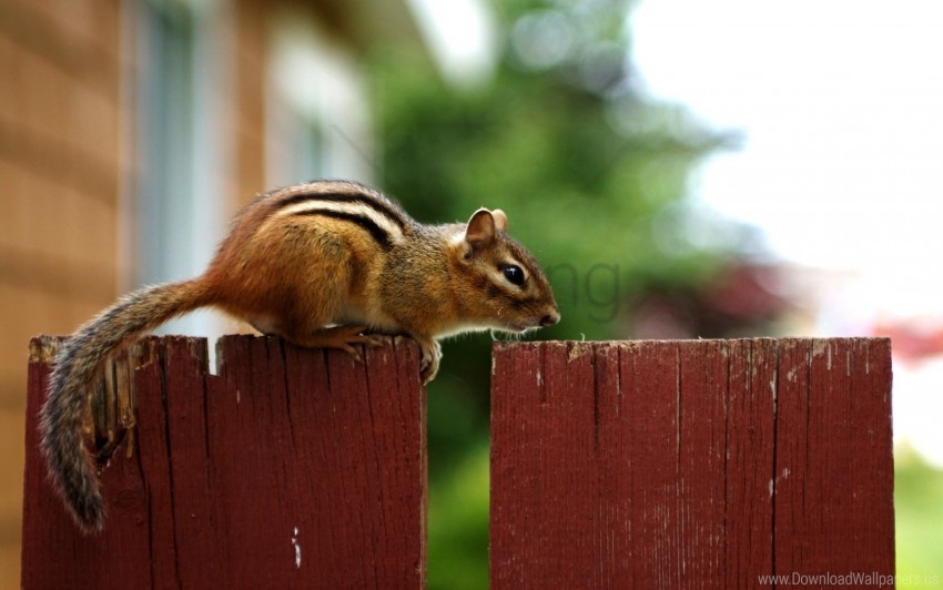 animal chipmunk fence sitting wallpaper PNG graphics with alpha transparency bundle