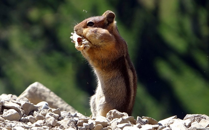 animal chipmunk striped wallpaper Isolated Design Element in PNG Format