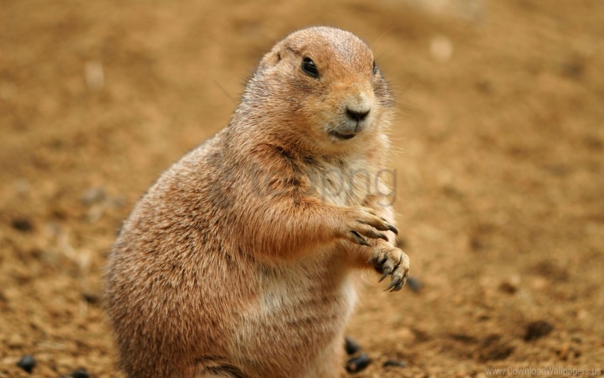 animal clay habitat prairie dog sand wallpaper PNG with alpha channel