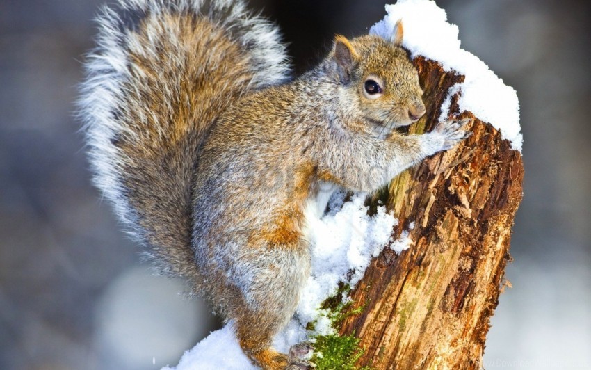 animal climbing snow squirrel tree wallpaper Isolated Artwork on Transparent PNG