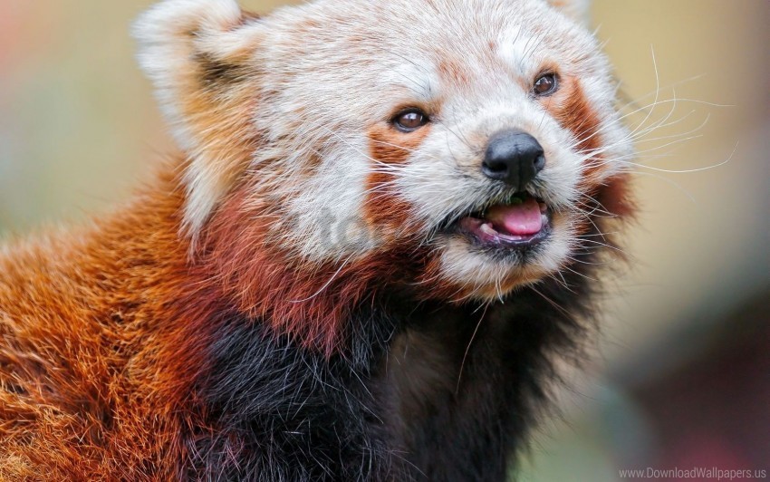 animal color eyes face red panda wallpaper PNG for social media
