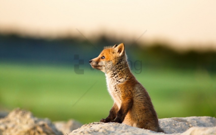 Animal Cub Fox Wallpaper PNG With Clear Overlay