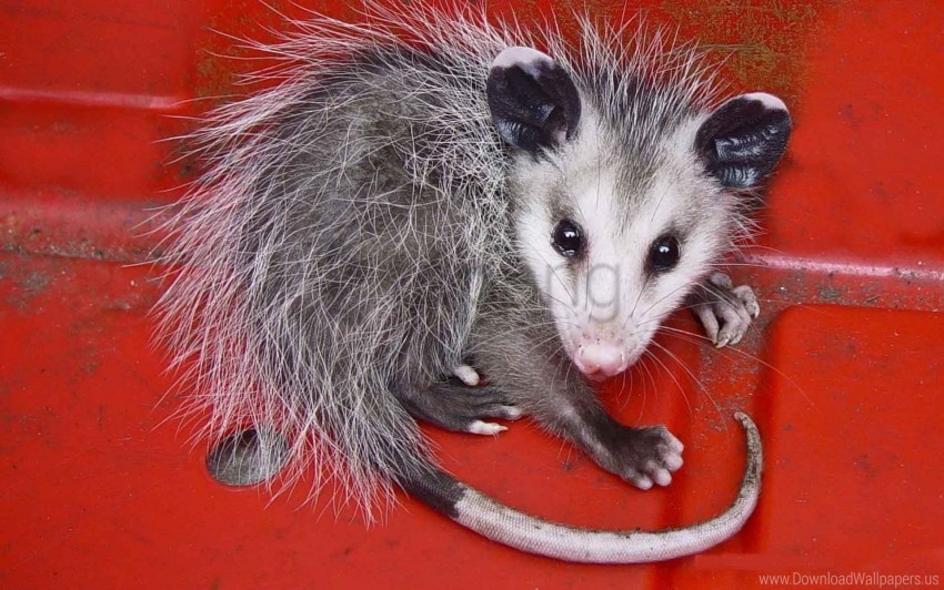 animal cute opossum stripes tail wallpaper PNG images with no background needed