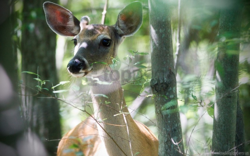animal deer snout trees wallpaper PNG for Photoshop