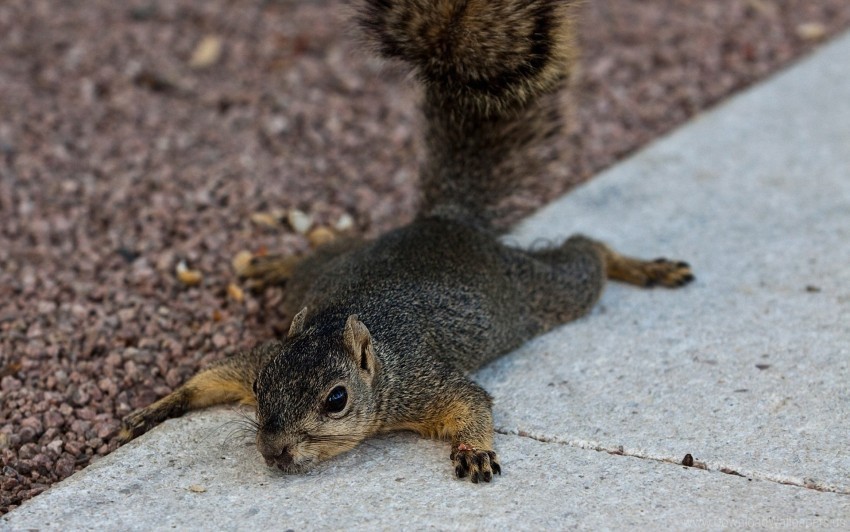 animal down squirrel tail wallpaper Clear background PNG images diverse assortment