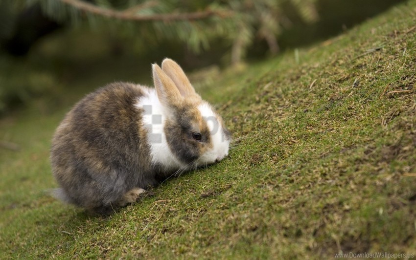 animal ears eat grass rabbit wallpaper PNG Image with Isolated Element