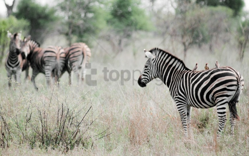 animal effect nature poultry zebra wallpaper Isolated Item on HighResolution Transparent PNG