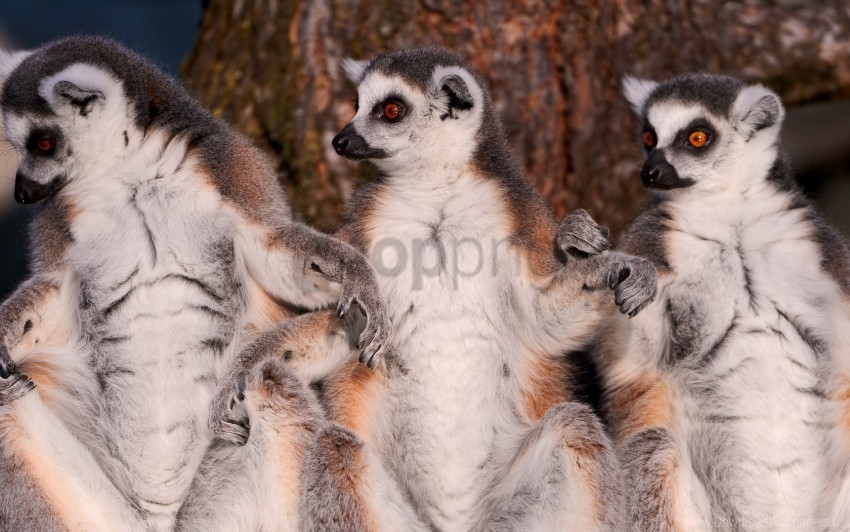 animal family fur lemurs wallpaper PNG images with transparent layer