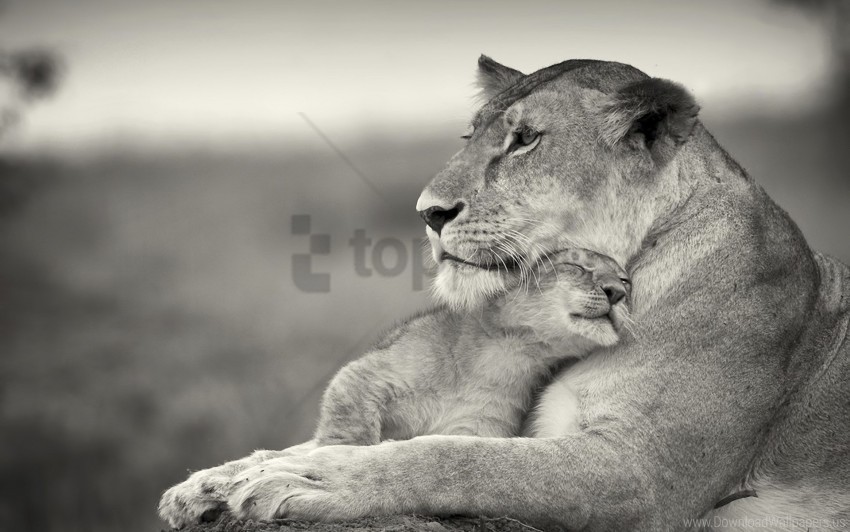 animal family lion lioness white wallpaper Isolated Design on Clear Transparent PNG