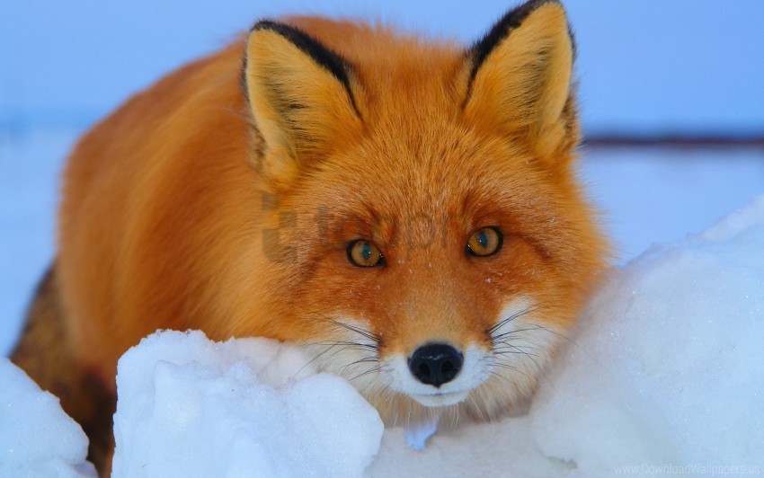 animal fear fox look muzzle wallpaper Free PNG images with alpha channel variety