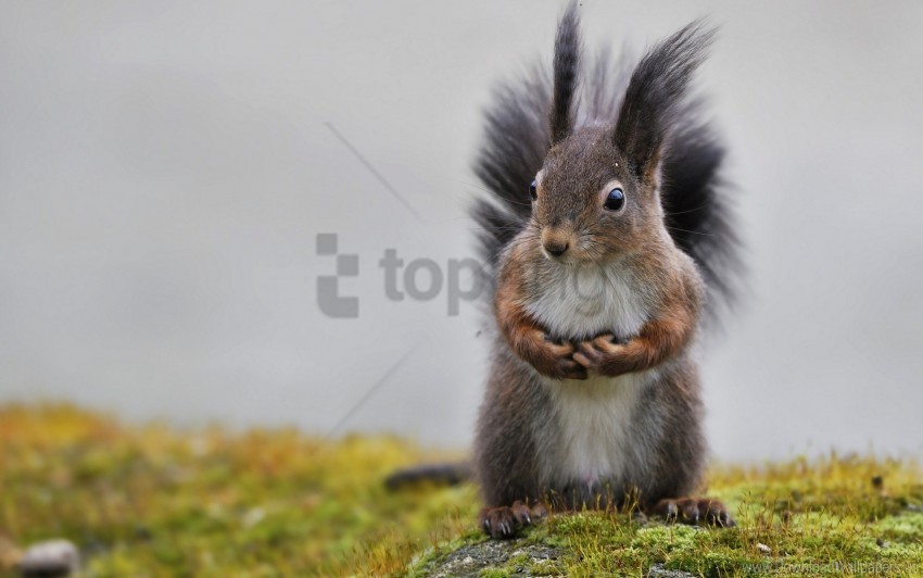 animal fluffy tail grass squirrel wallpaper Transparent PNG Isolated Object Design