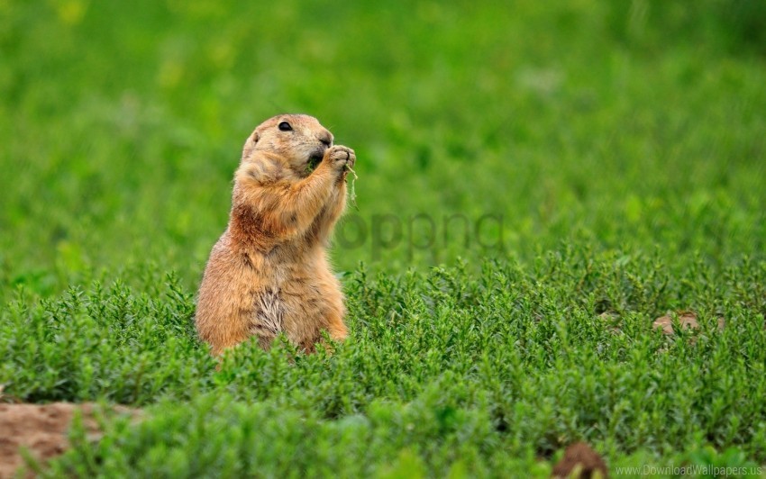 animal food gopher grass wallpaper PNG images without BG