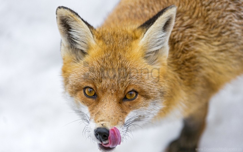 Animal Fox Lick Wallpaper PNG Graphics