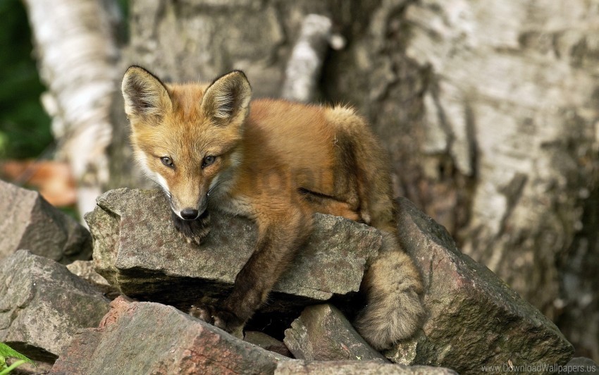 animal fox rock snout wallpaper High-resolution transparent PNG files