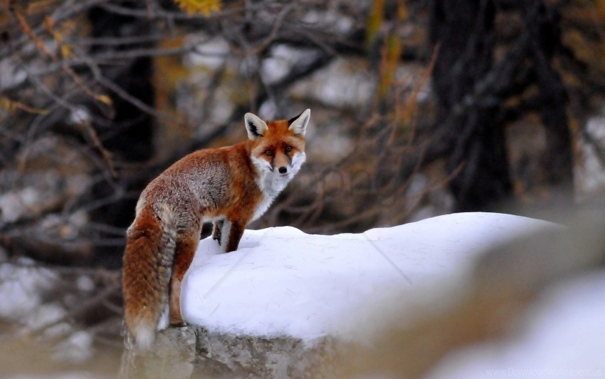 Animal Fox Snow Walking Wallpaper PNG Clear Images