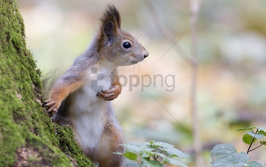 animal fright moss squirrel wood wallpaper Isolated Element on HighQuality Transparent PNG