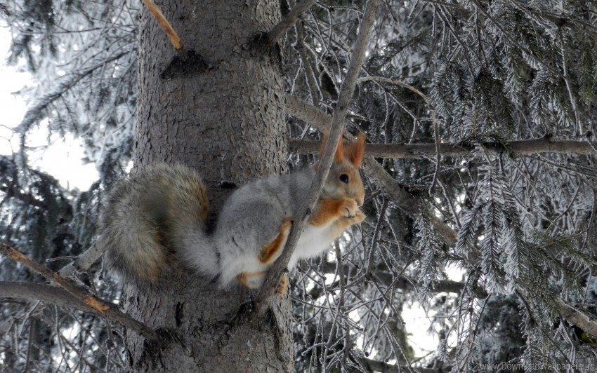 animal frost squirrel tree wallpaper Transparent art PNG