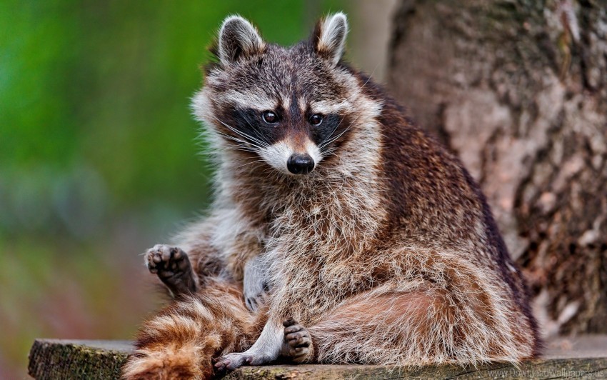 animal furry raccoon sitting wallpaper PNG Image Isolated on Clear Backdrop