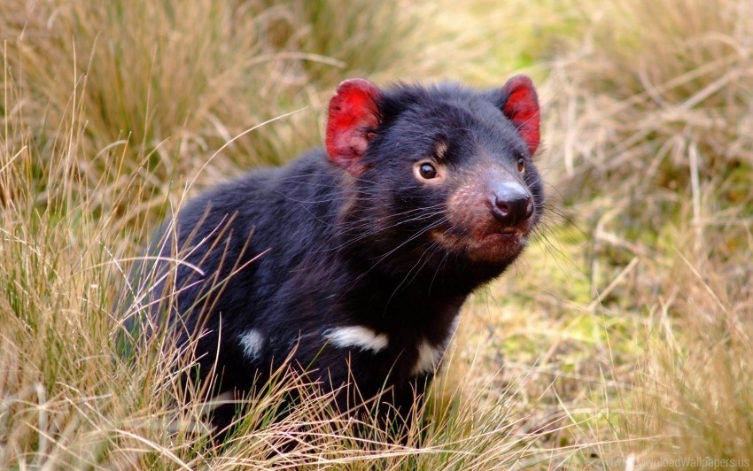 animal grass marsupial tasmanian devil wallpaper Transparent PNG images extensive variety