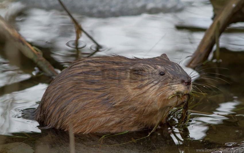 Animal Grass Muskrat River Wet Wallpaper PNG Format With No Background