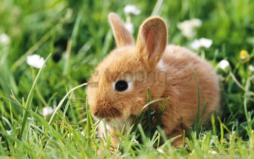 Animal Grass Rabbit Wallpaper PNG With No Registration Needed