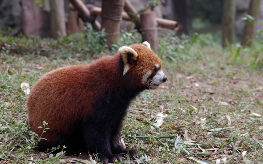 Animal Grass Red Panda Sitting Wallpaper Free Download PNG Images With Alpha Channel