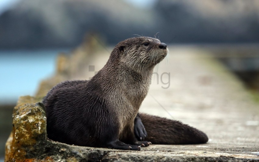 animal hair muzzle otter wallpaper Free PNG images with alpha transparency compilation