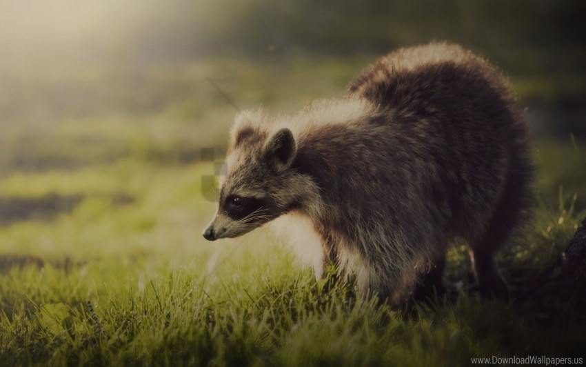 animal interest raccoon shadow wallpaper PNG images for mockups
