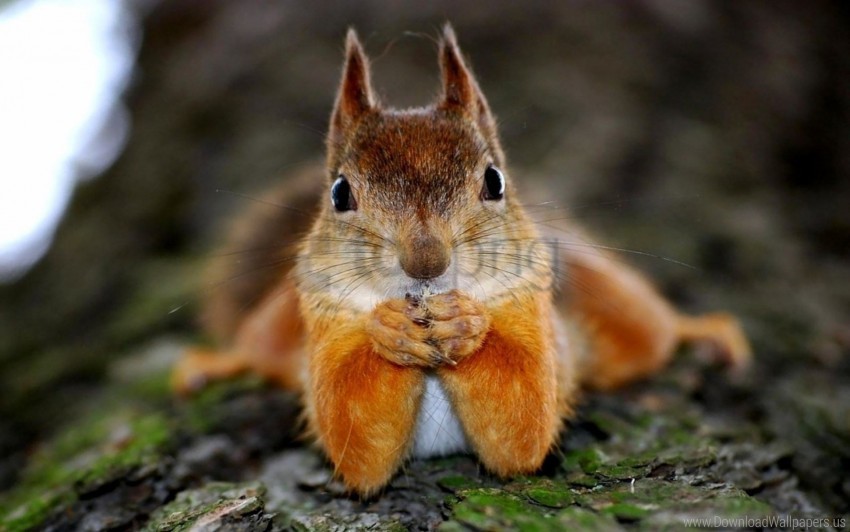 Animal Look Squirrel Wallpaper PNG Without Watermark Free