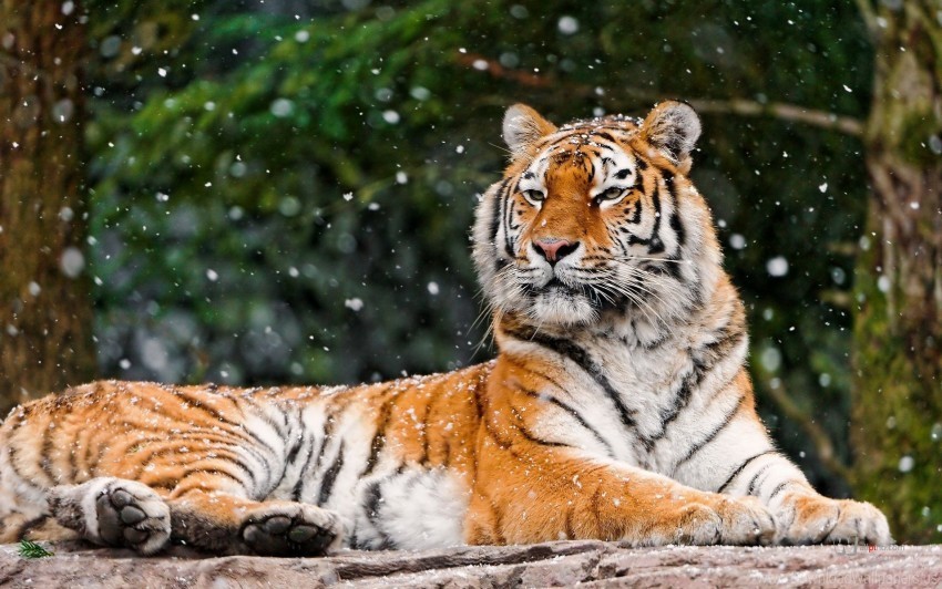 animal lying snow tiger wallpaper Transparent PNG Isolated Element