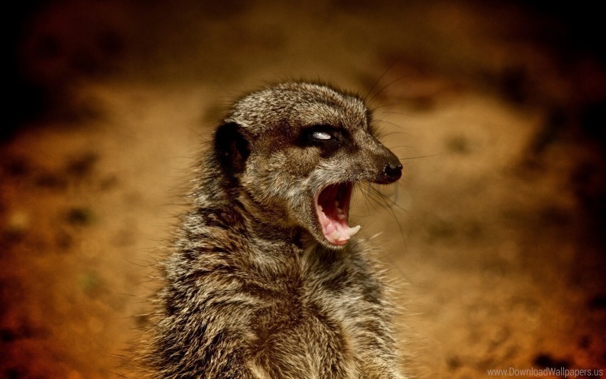 animal meerkat teeth wallpaper PNG Isolated Subject on Transparent Background