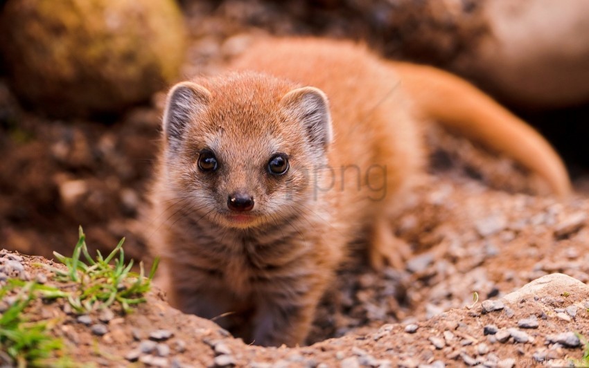 Animal Mongoose View Wallpaper Clean Background Isolated PNG Graphic